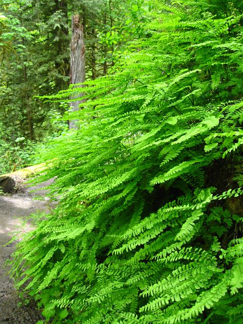 Eagle Creek-167.JPG - Eagle Creek